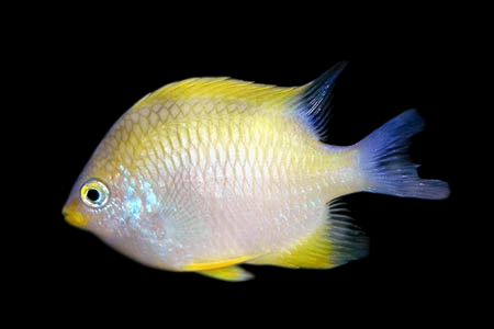 Golden Damselfish