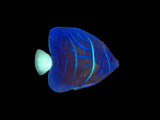 Annularis Angelfish, Sub Adult