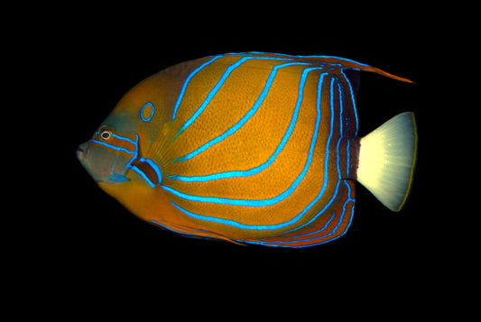 Annularis Angelfish, Adult