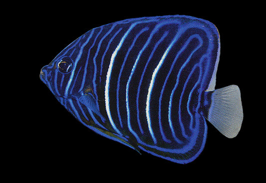 Annularis Angelfish, Juvenile