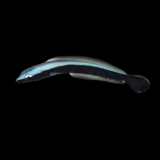 Blue Torpedo Goby, Les Villages
