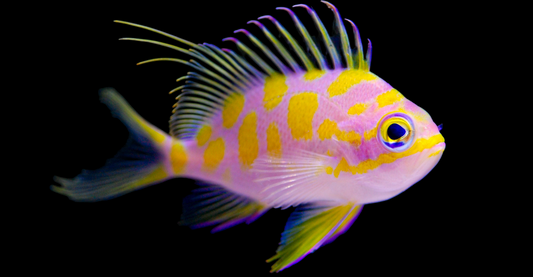 Borbonius Anthias