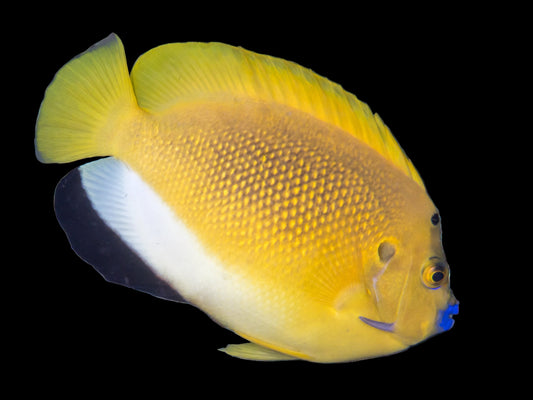 Armitage Angelfish