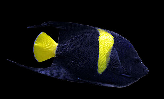 Asfur Angelfish