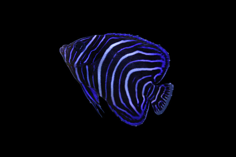 Asfur Angelfish, Juvenile Bali Aquarich