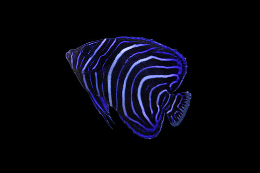 Asfur Angelfish, Juvenile Bali Aquarich