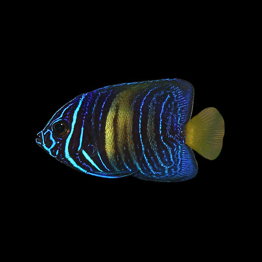 Asfur Angelfish, Juvenile