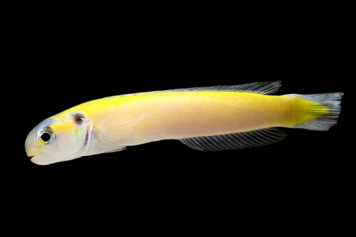 Yellow Tilefish
