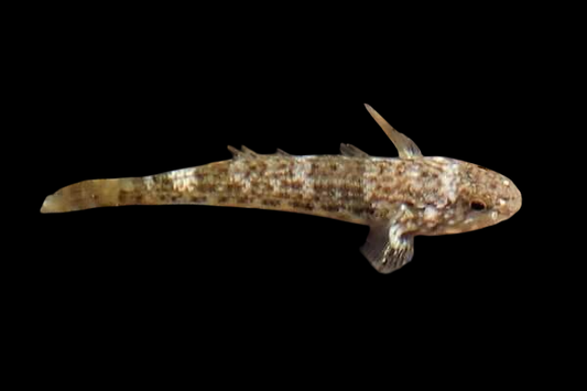 Panther Goby