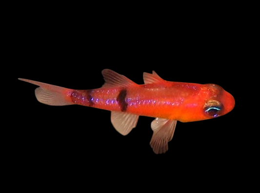 Belted Cardinalfish