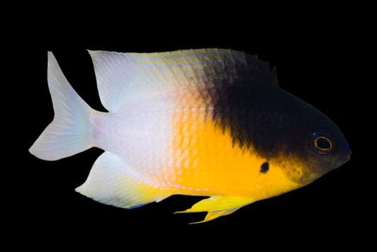 Bicolor Damselfish