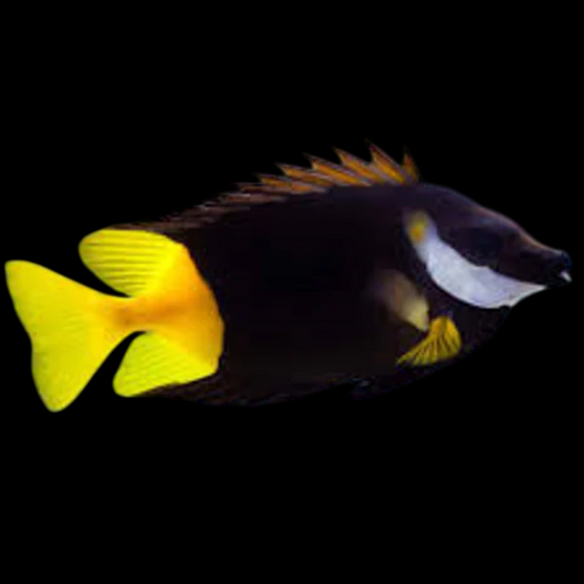 Bicolor Foxface Rabbitfish