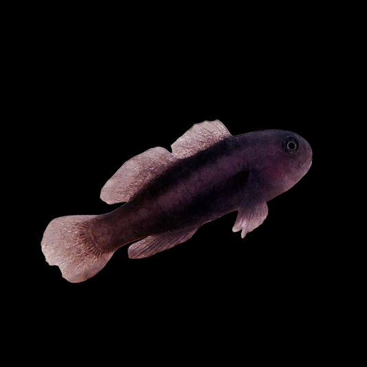 Black Clown Goby