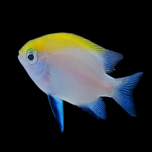 Blue Fin Damselfish