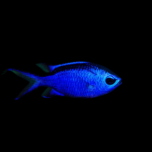 Blue Chromis