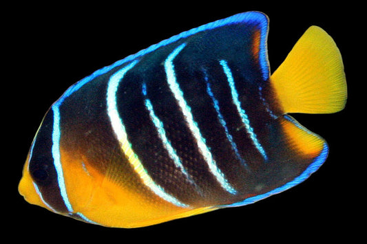 Blue Angelfish, Juvenile