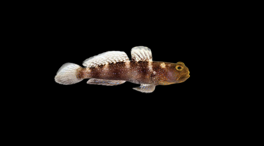 Blue Fin Watchman Goby