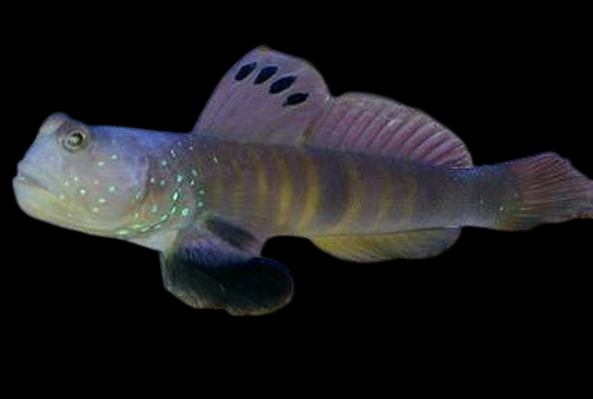 Blue Spotted Shrimp Goby