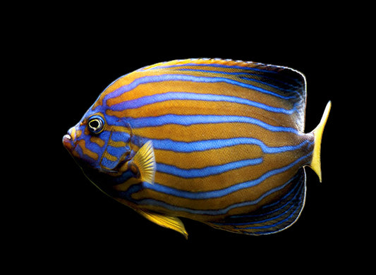 Bluestriped Angelfish