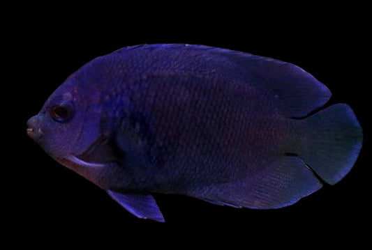 Blue Velvet Angelfish