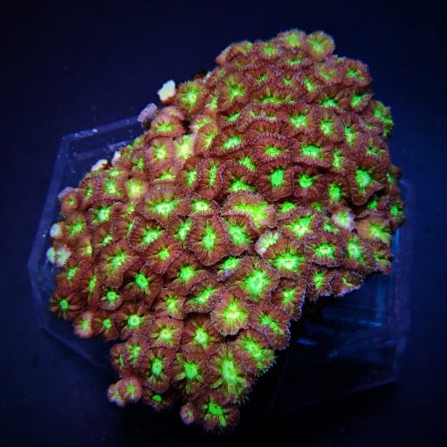 Blastomussa merleti