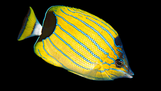 Bluestripe Butterflyfish