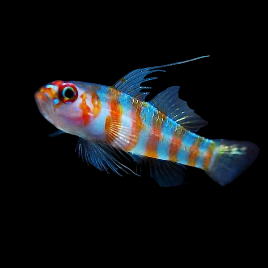 Red Striped Goby