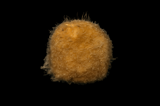 Yellow Moon Sponge