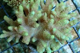 Sinularia sp. w/scleractinia