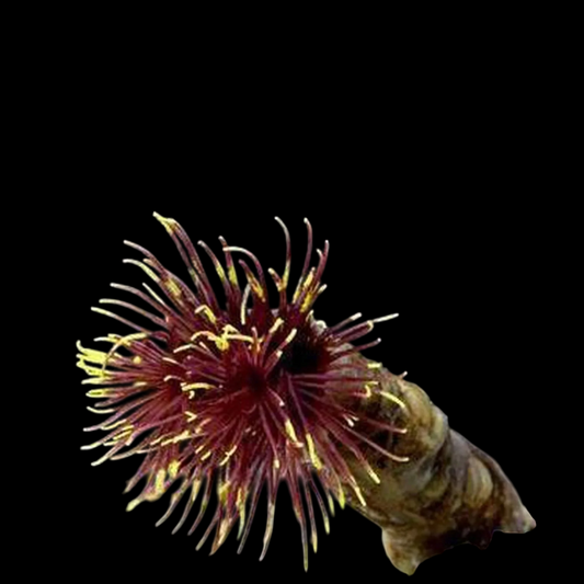 Campfire Feather Duster