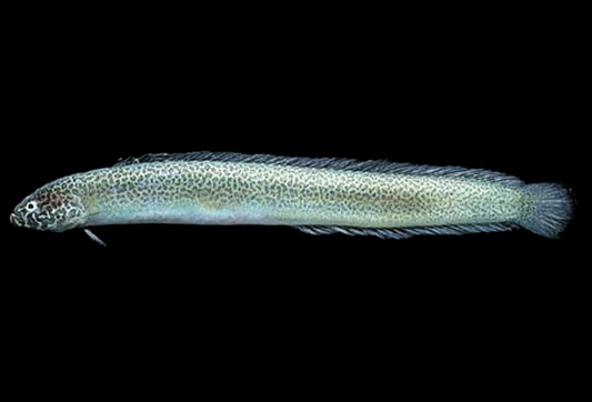 Pugjaw Wormfish