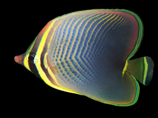 Eastern Triangular Butterflyfish