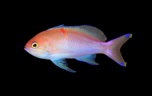 Bali Basslet