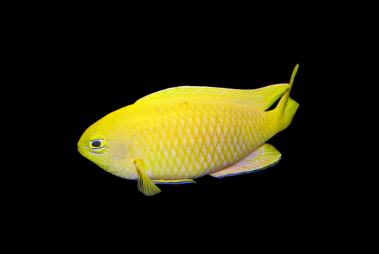 Canary Deep Water Damselfish