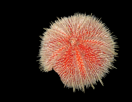 Pink Shortspine Urchin