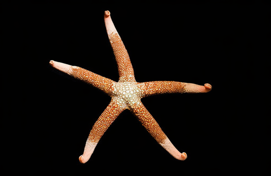 Peach Tip Mesh Sea Star