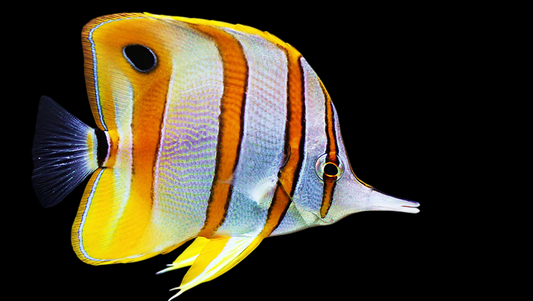 Copperband Butterflyfish