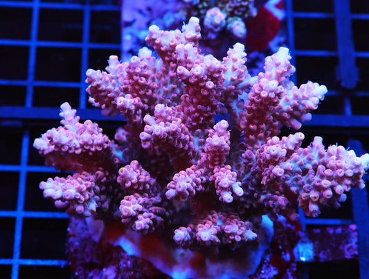 IA BUBBLEGUM ACRO CULTURED (WSIWYG)