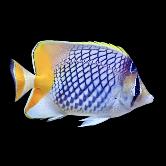 Pearlscale Butterflyfish
