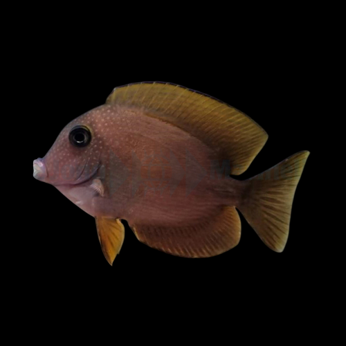 Short Tail Bristletooth Tang