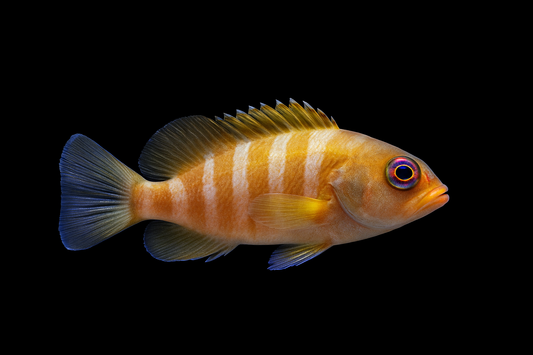 Blacktip Grouper