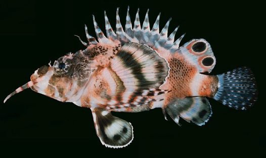 Twinspot Lionfish