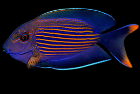 Orange Stripe Bristletooth Tang