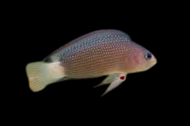 Whitetail Dottyback
