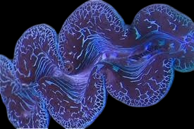 Ultra Premium Maxima Clam
