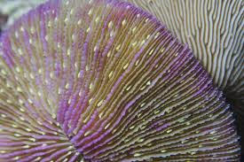 Fiji - Fungia sp.