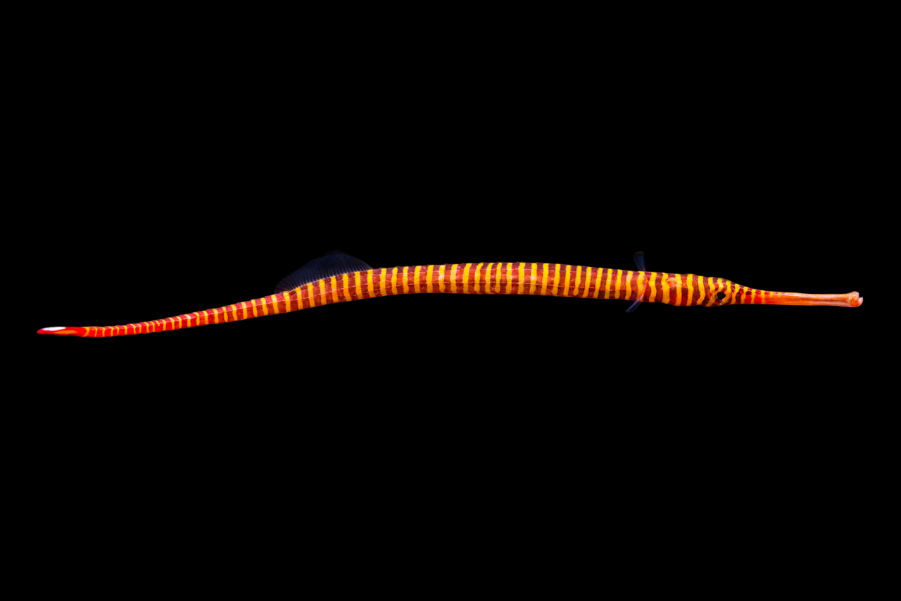 Yellow Multi Banded Pipefish