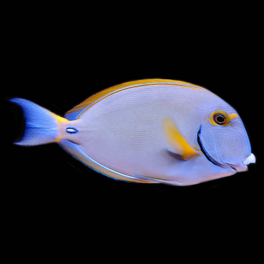 Dussumier Tang