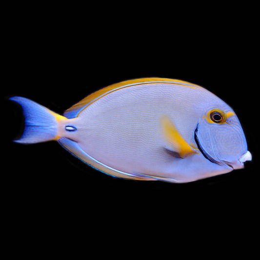 Dussumier Tang