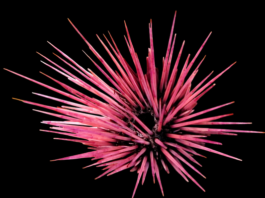 Needle Pincushion Urchin